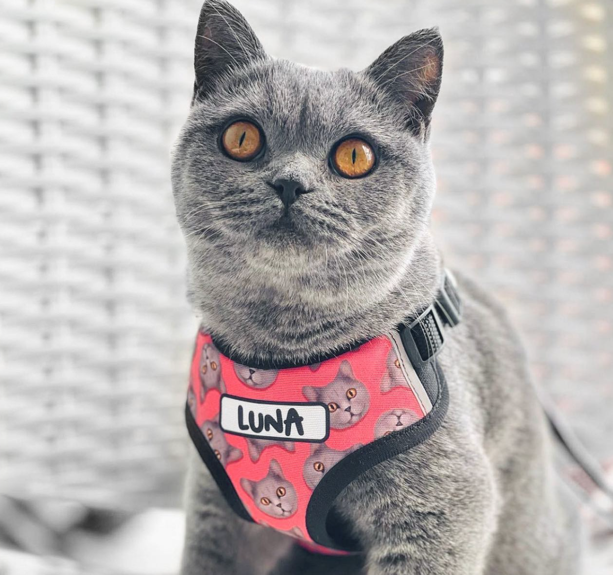 Gray cat wearing a pink harness with 'LUNA' label against a neutral background