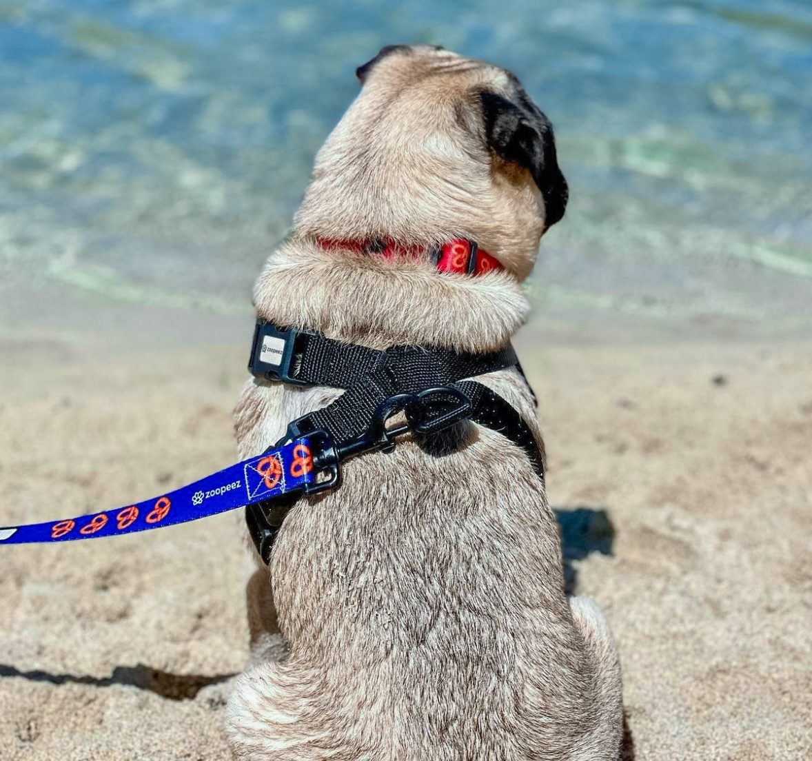 Pug dog on a leash looking at the water on a beach